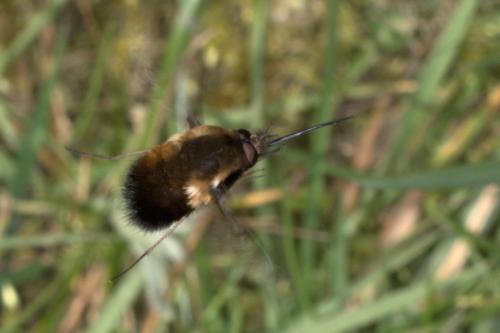 Réf. 278 096 : Bombylius sp.